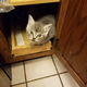 Introducing Kinja’s latest feature...random rotate. Upon posting the picture fixed itself. Enjoy the kitty.